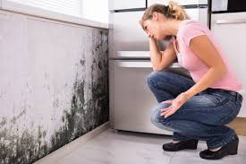 Mold Remediation for Rental Properties in Home, WA